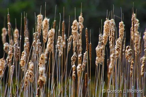Old Cattails_48224.jpg - Photographed in Ottawa, Ontario - the Capital of Canada.